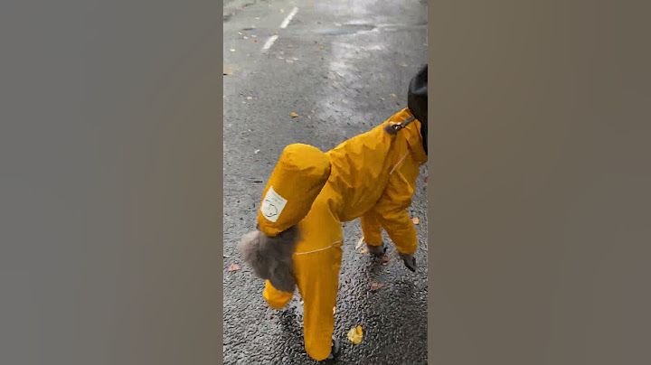 walking in the rain #raining #dog #poodle #doglover #walk