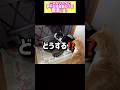 家猫になった野良猫食堂卒業生の日常 #保護猫 #ねこ