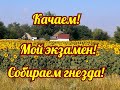 КАЧАЕМ. / МОЙ ЭКЗАМЕН./ СОБИРАЕМ ГНЕЗДА./ ЛЕТКИ.