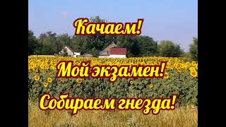 КАЧАЕМ. / МОЙ ЭКЗАМЕН./ СОБИРАЕМ ГНЕЗДА./ ЛЕТКИ.