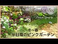 【ガーデンvlog】春に完成するピンクガーデン|今日のお庭