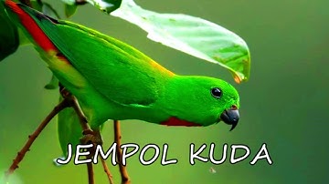 suara pikat burung serindit gacor