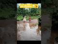 മഴ ദിവസം 🌧️💃