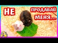 Продали хомячонка Ореши? / Куда деть хомячат? / хомяк кемпбелла /  Alisa Easy Pets