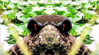 COMMON MOORHEN screenshot 3