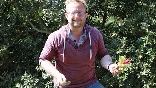 Get Gardening: Divide and Conqeur (Splitting Primroses) Wealth