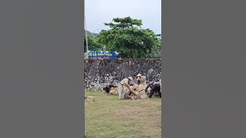 đập đá ở Côn lôn di tích nhà tù Côn Đảo trại Phú Hải