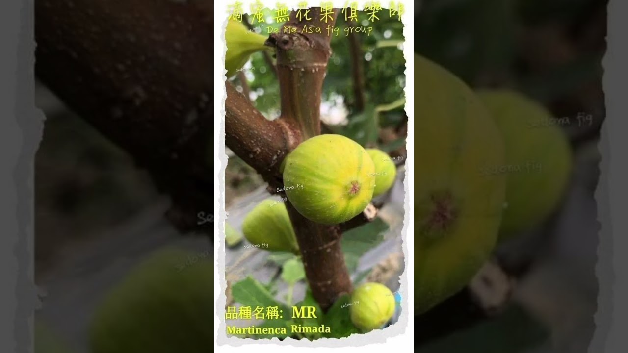 イチジク穂木 Martinenca Rimada No.2 1本 無花果 挿し穂 挿し木 いちじく