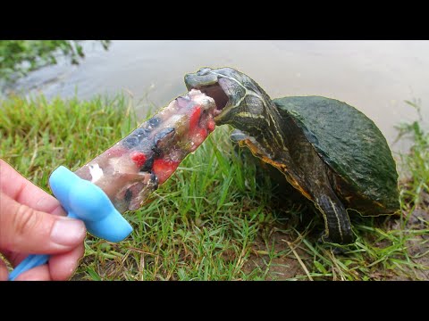 Turtles Love Popsicles!