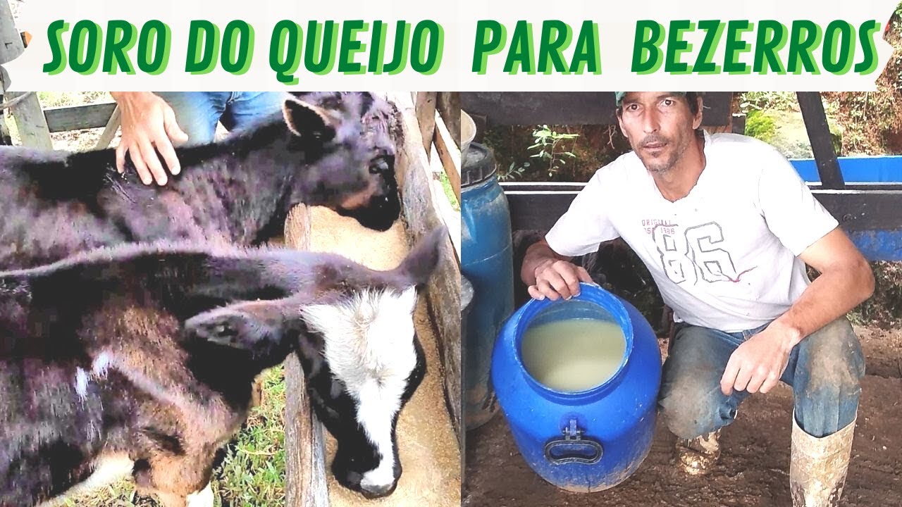 Como usar o SORO DE QUEIJO na alimentação de bezerros / pecuária ...