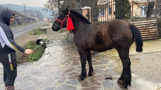 Caii lui Petrică de la Ferești, Maramures#2022