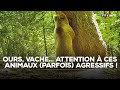 Ours, chien de berger, vache... Attention à ces animaux (parfois) agressifs !｜TF1 INFO