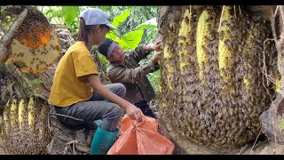 : Spray video of the process of exploiting forest honey living with nature