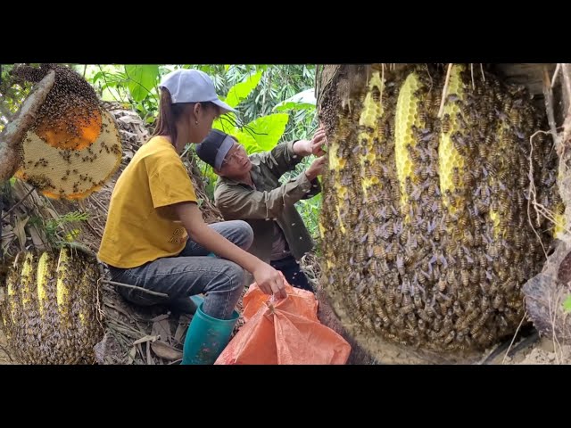 Spray video of the process of exploiting forest honey living with nature class=