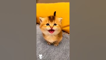 Cute baby kitten meowing 😱❤️