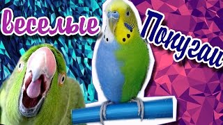 СПОРИМ УЛЫБНЕШЬСЯ? МНОГО СМЕШНЫХ ПОПУГАЕВ! ЛУЧШАЯ ПОДБОРКА ПРИКОЛОВ С ЖИВОТНЫМИ СПОРИМ УЛЫБНЕШЬСЯ? МНОГО СМЕШНЫХ ПОПУГАЕВ! ЛУЧШАЯ ПОДБОРКА ПРИКОЛОВ С ЖИВОТНЫМИ