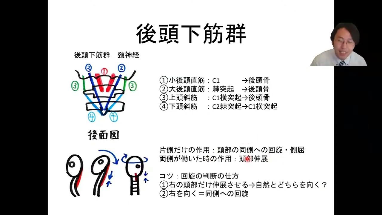 72体幹 後頭下筋群・腰方形筋・脊柱起立筋｜筋の起始停止・運動学映像授業を全公開！ YouTube