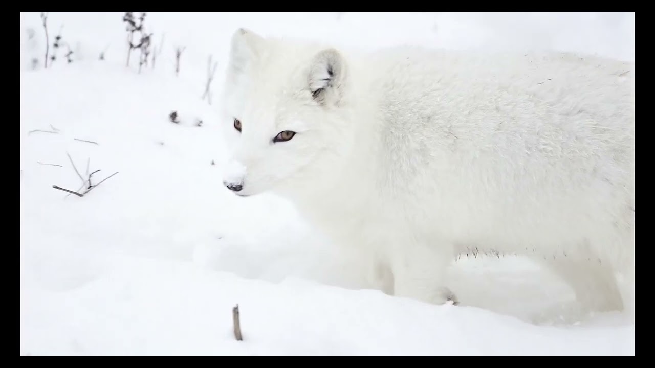 Arctic Twilight: Meditative Sounds of Frozen Landscapes and Northern Lights
