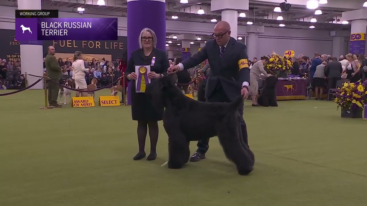 Rip - Midnight Rider Black Russian Terriers