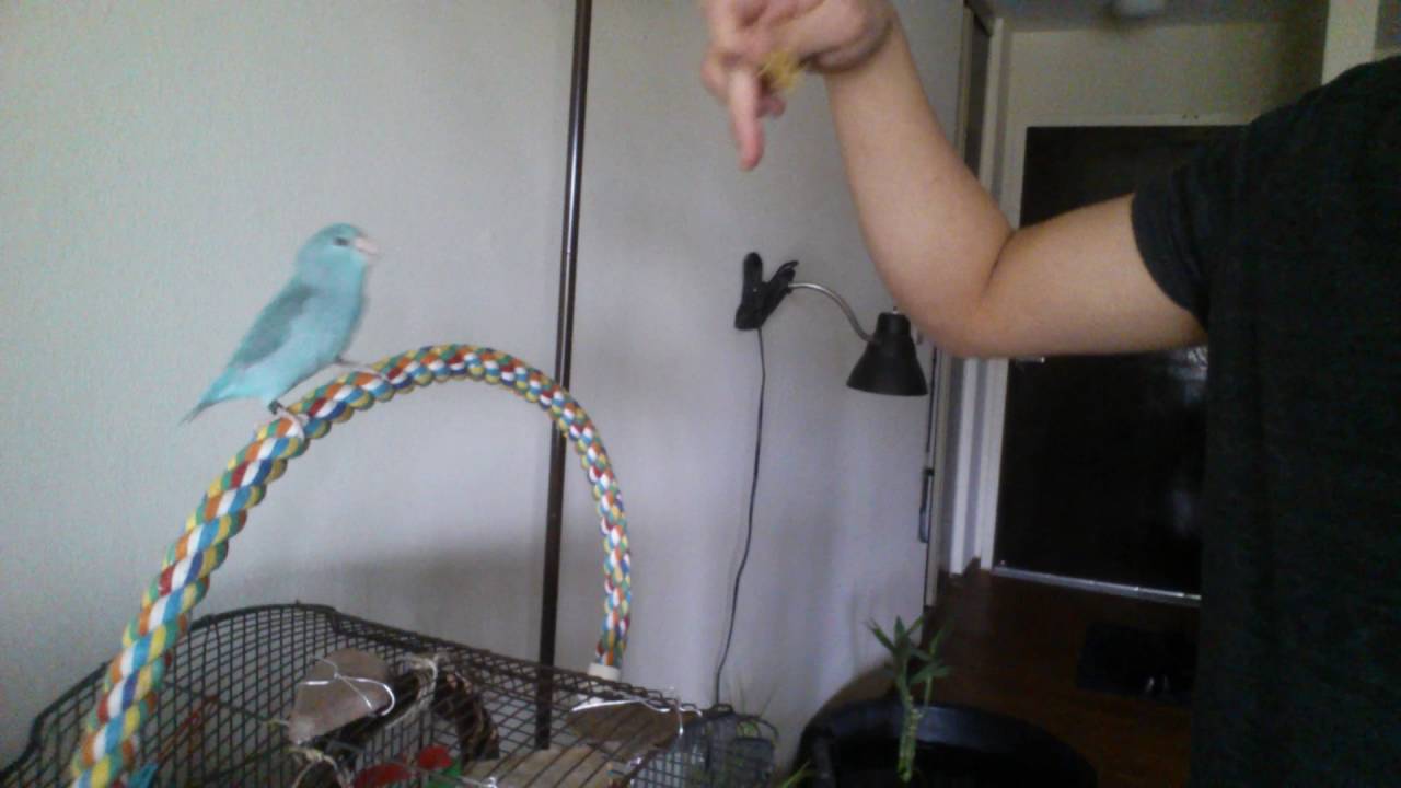 Parrotlet training - YouTube - Minimizing Stress In Parrotlet Training