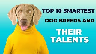 Brilliant Canines Unleashed: Top 10 Smartest Dog Breeds Revealing Their Incredible Talents!