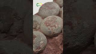 Descubren En China Huevos De Dinosaurio Cristalizados