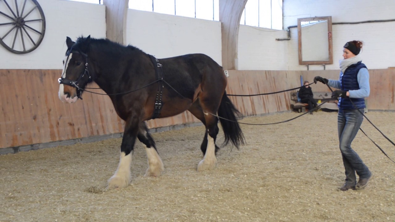 Shire Horse Reiten Shire Horse Reiten