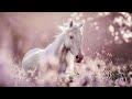 Euphoria || Equestrian Music Video