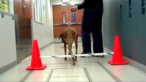 hurdles_viszla_higher circumducts.mpg