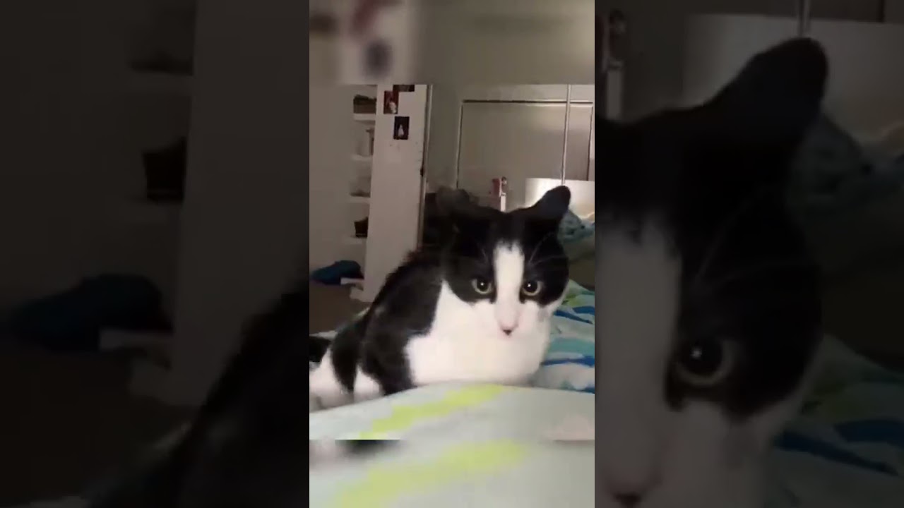 Cat meltdowns credits to @TakeYourDoseOfCats