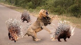 Porcupine vs Lion | Amazing Smart Lions Hunting Porcupine In Mid Night