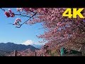 KANAGAWA.| 桜 満開.|Now in full bloom Of Early blooming SAKURA 2018. [4K]