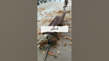 سورة مريم الآية رقم 1 \ سبحان الله العظيم 🍂