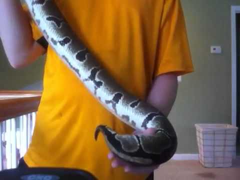 Gravid ball pythons!