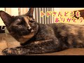 今月の養育費〜噛みしめるお顔と可愛いおててをどうぞ〜