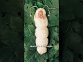 30 years of Anne Geddes' iconic babies