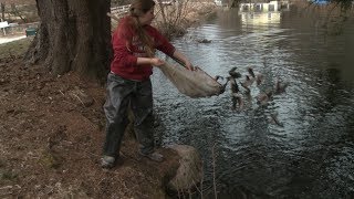 Stocking trout in Canterbury for CT fishing season