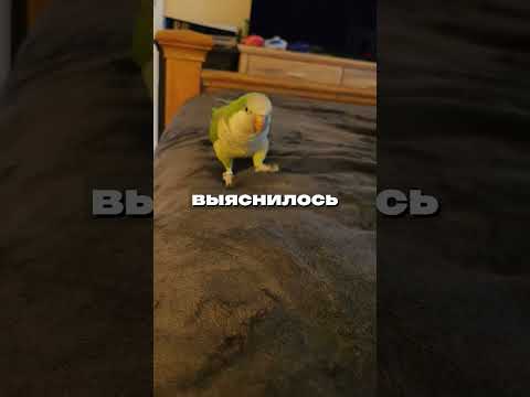Почему на Луне не ходят, а прыгают? Владимир Сурдин  #сурдин  #наука  #космос #луна #space