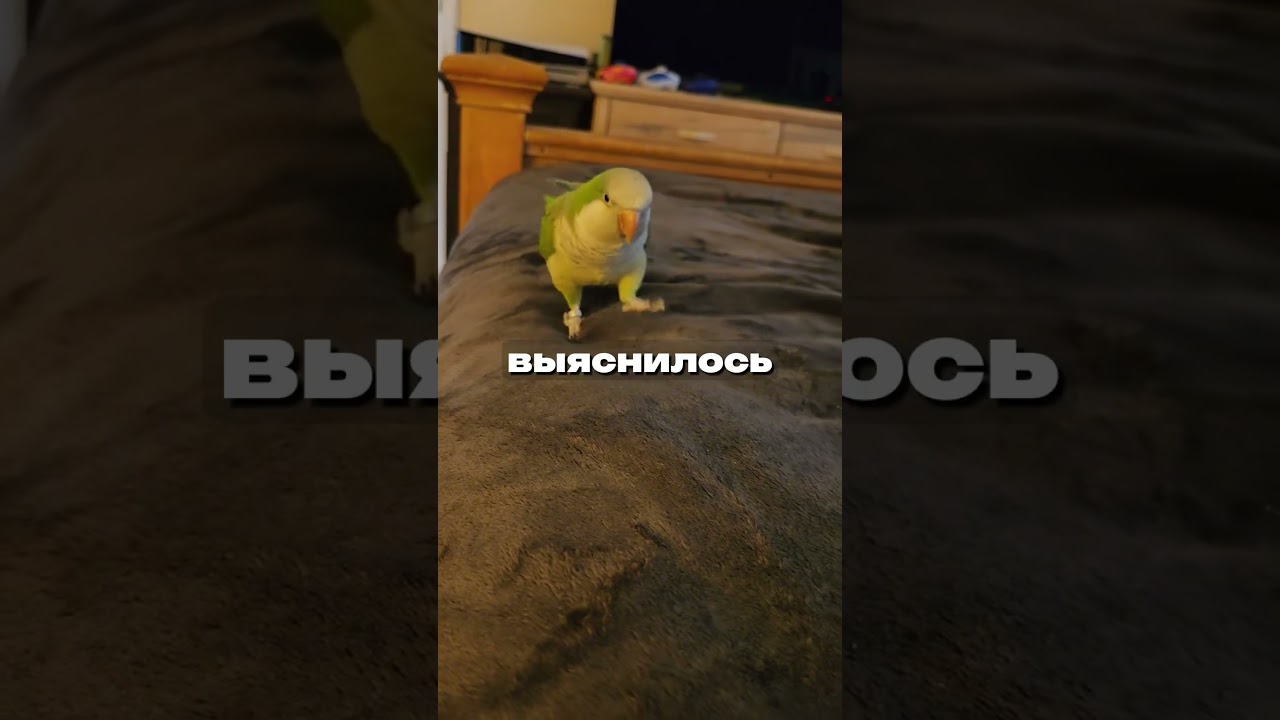 Почему на Луне не ходят, а прыгают? Владимир Сурдин  #сурдин  #наука  #космос #луна #space