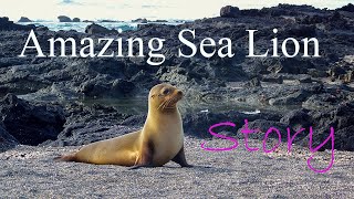 Sea Lion | One of the most beautiful animals - 5s Story Animals.