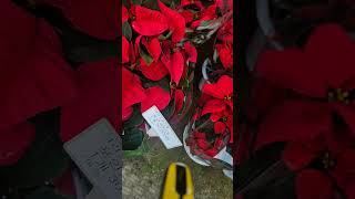 #포인세피아 #샤이니가든 #music #flowers #아름다움 #garden #love #여행 #갤러리