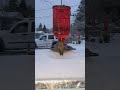 More hummingbirds January 2024 Willamette valley