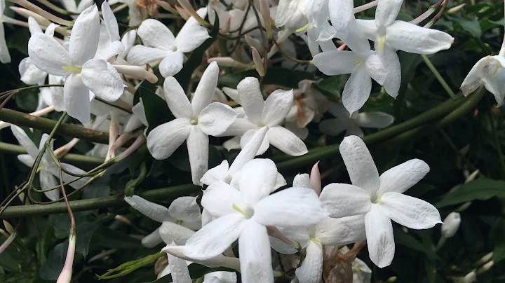 Growing Winter Jasmine (Jasminum polyanthum) - DayDayNews