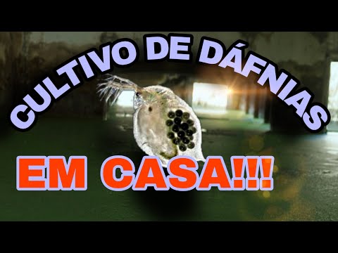 Vídeo: Devo adicionar dáfnias ao meu lago de vida selvagem?