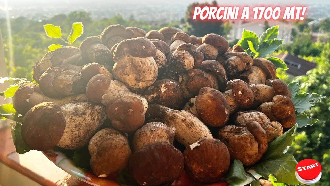 Funghi porcini 2023. Luglio torrido oltre 40°andiamo a 1700 mt dove i