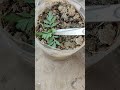How to make plants dense 🌱🌹