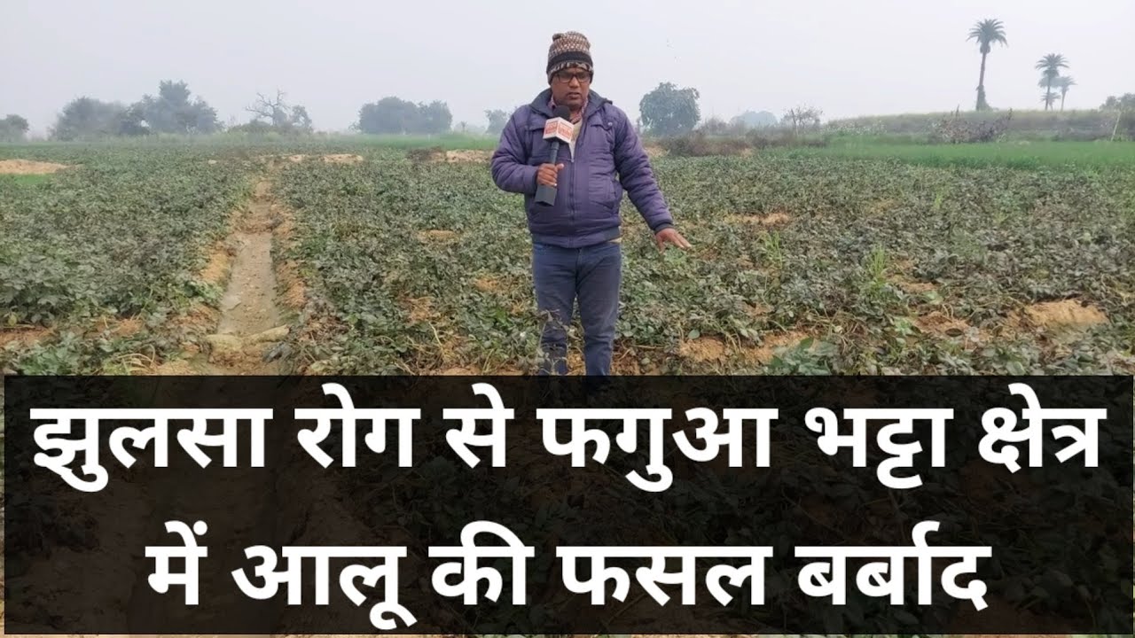 All India Potato Rate Youtube