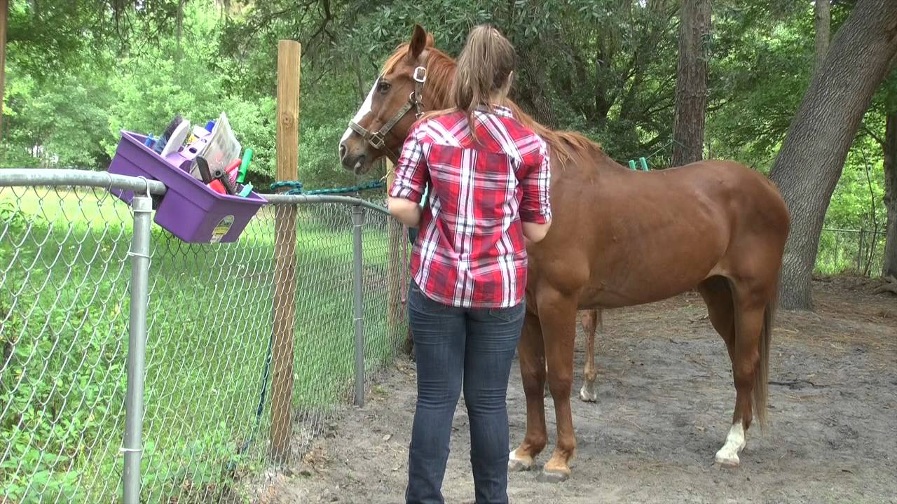 Horse Care and Management YouTube