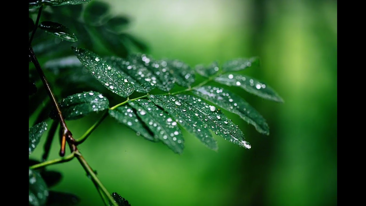 Powerful Rain & Wind Ambience for Sleeping😴 and Focus🧘🏻‍♀️