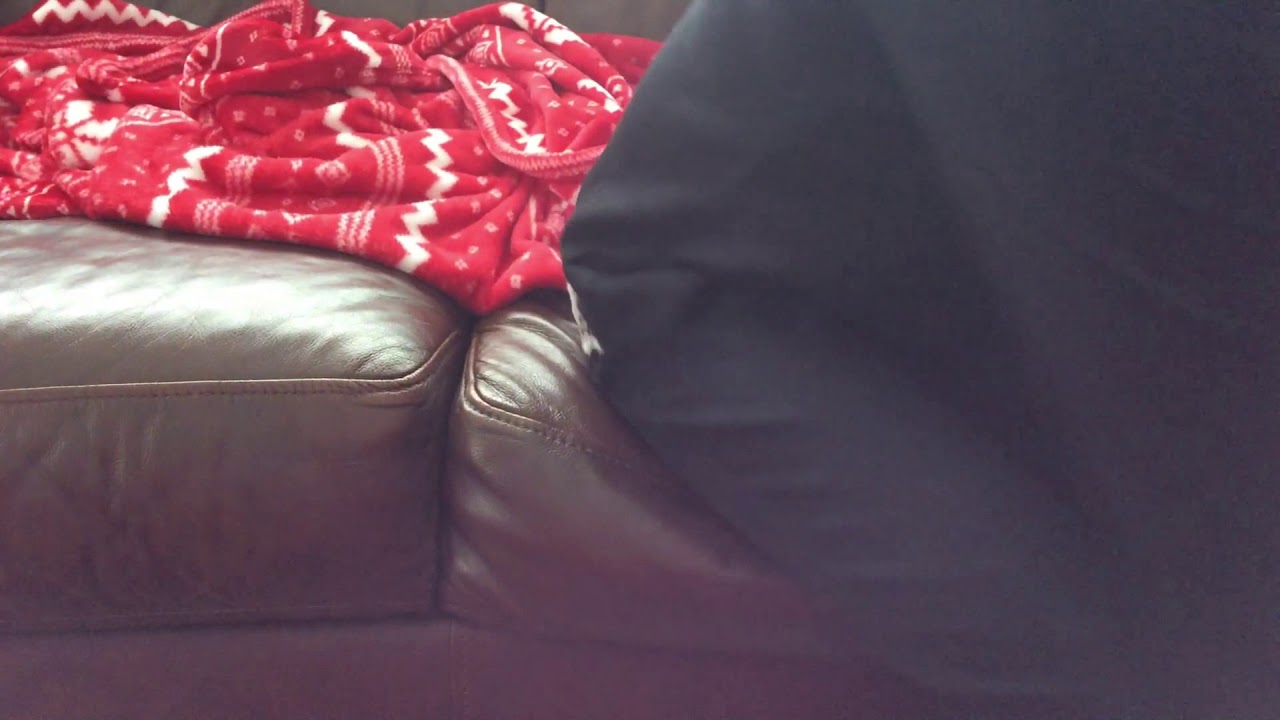 Oh my gosh my dog fell off the couch!!!!!!!!!!!!!!!!!!! - YouTube